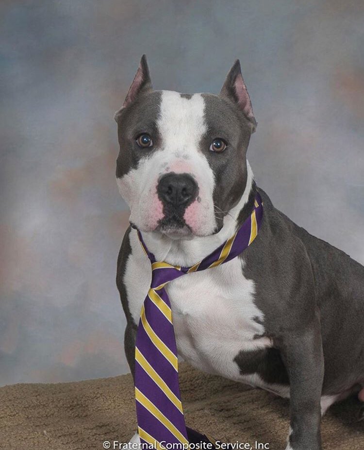 Kodak the Sig Pi hound