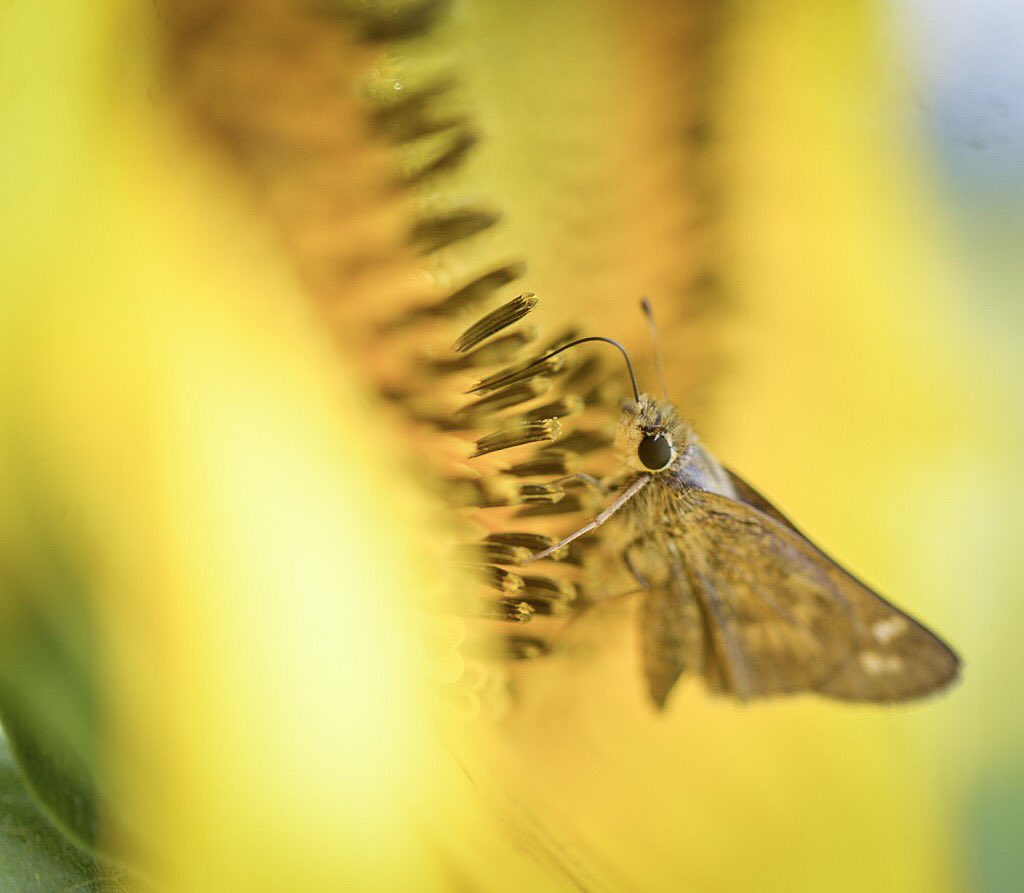 McCorry_Photos's tweet photo. Just a few photos of some critters from today’s adventure to a near by sunflower patch, pretty cool! https://t.co/pdFGSpk0lO