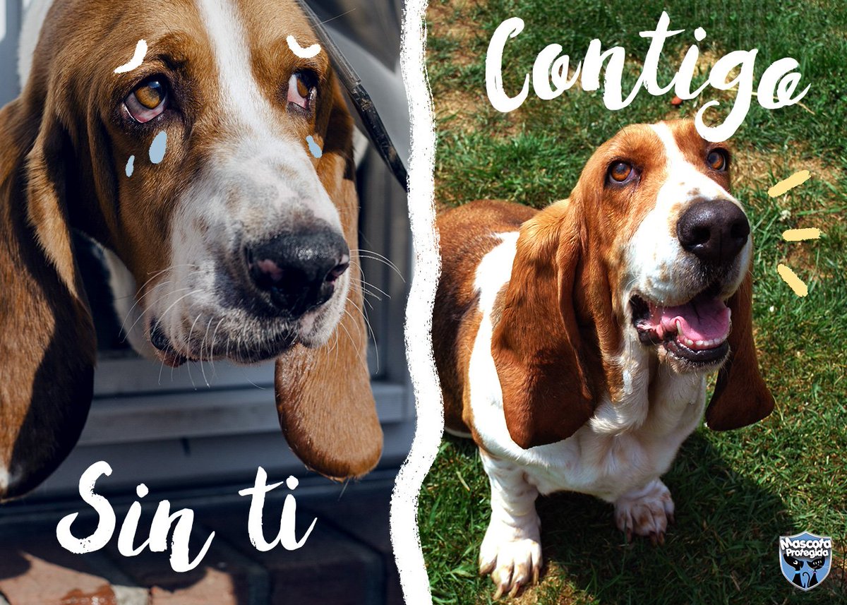 Mascota Protegida tweet media