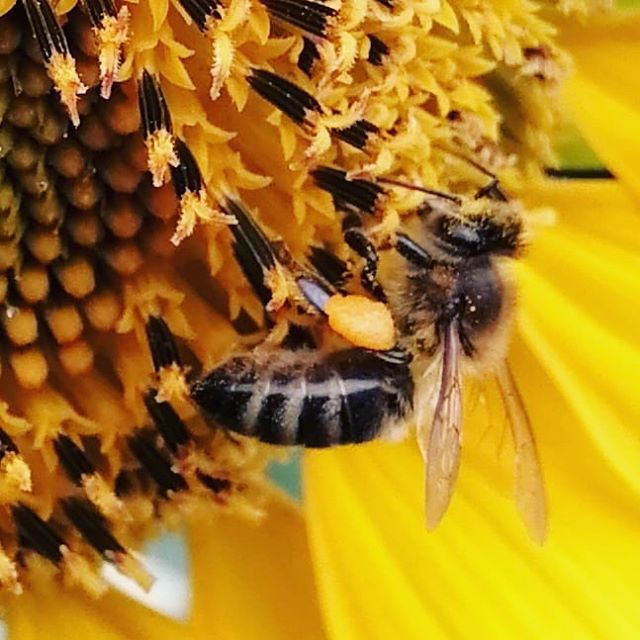 Det er mye naturfagskunnskap i å stirre inn i en vakker solsikke 🌻 🌻 🌻 🌻 🌻 #nabolagshager #solsikke #naturfag #bierogblomster ift.tt/2O8k2py