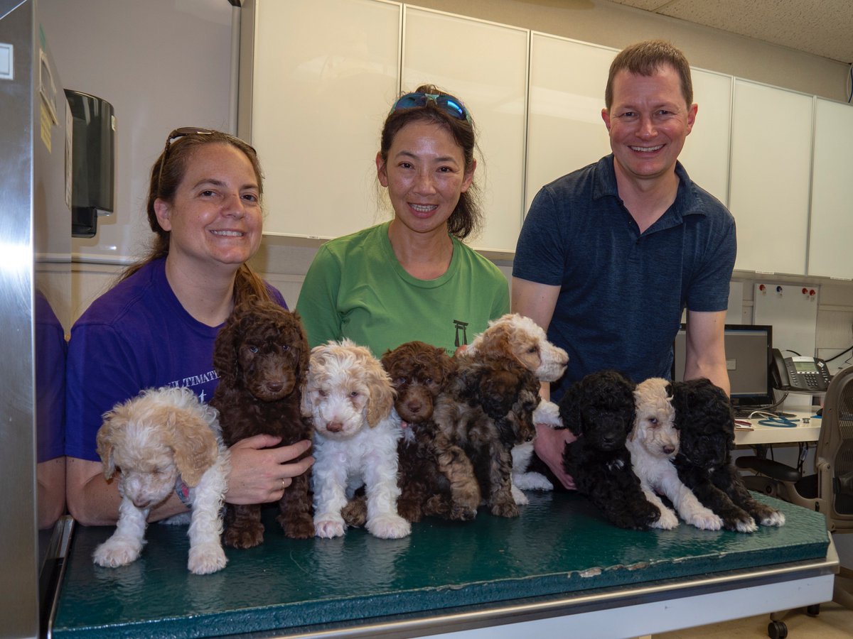 We whelped our very first litter and all nine are healthy and doing great!! I can happily report the pups just got their first round of vaccines as well. 
#mobilityservicedog #ptsddog #brigadoondogs #gugp #growingupguidepup #hearingdog #medicalalertdog 
#servicedog #assistancedog