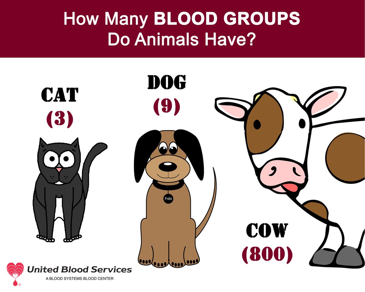 do dogs have multiple blood types