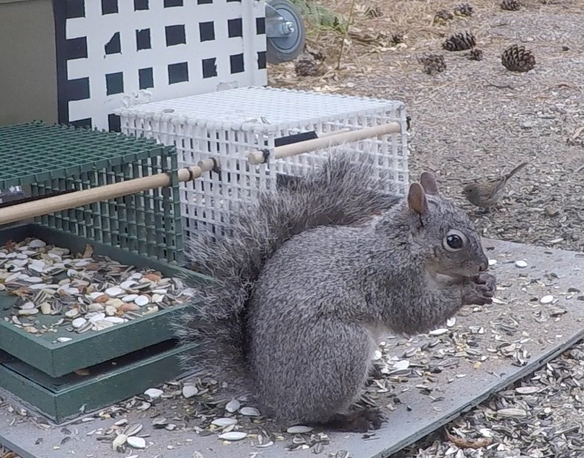 ARsquirrelgazer's tweet photo. Our baby California ground #squirrel got a lot of attention this week on https://t.co/U7M6ITXvaf 🐿👀...I think the resident  Western grey squirrel baby deserves shout-out as well! 🍼🐿 It took this little guy a while to get comfortable there. The  #birds kept scaring him off! https://t.co/gW4yMPO2e4