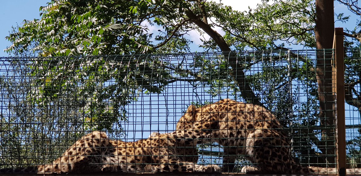 Lucyyamaha's tweet photo. Flick had such an amazing time back at @thrigbyhall on Tuesday. She loved it last year, but it was even better this year. She could have spent a whole day with each big cat. #autismawareness #typical7yearold not #bigcats #Mini_Naturalist #norfolk #holiday https://t.co/z3Gwawr5bA