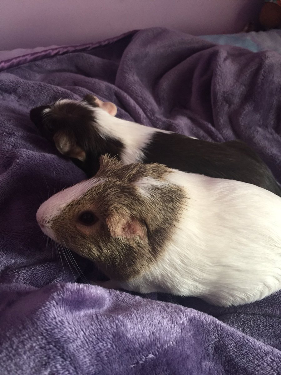 ~Ah here! Mostly white is Croissant and the other is Eclair! Eclair was the one who got sick! 

Fun Fact: Croissant will sit and face my tablet as I watch Free or any anime. :) It’s actually adorable! ~