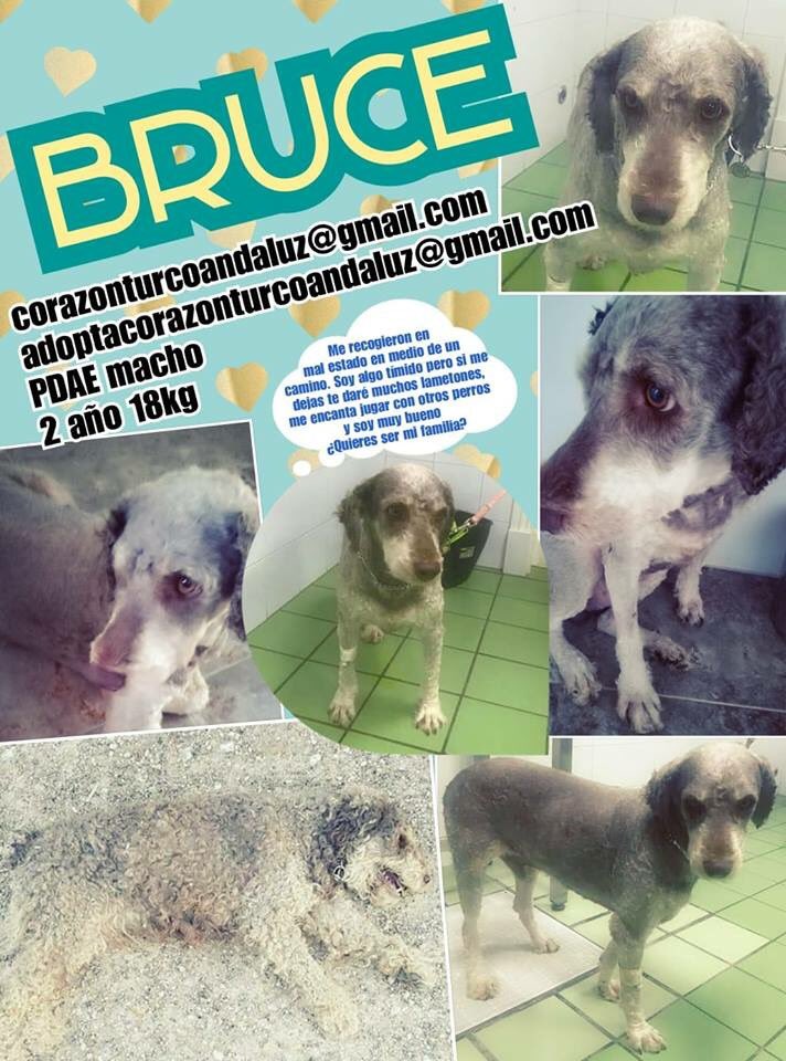 ASOCIACIÓN CORAZÓN TURCO ANDALUZ tweet media