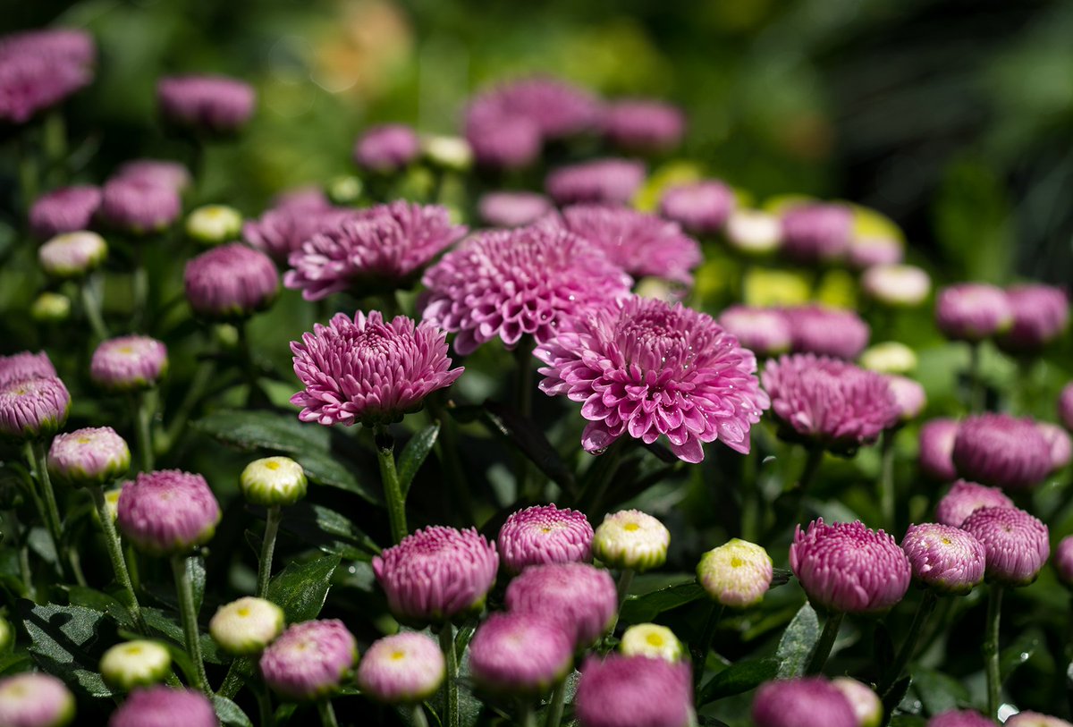 MetrolinaGHS's tweet photo. Coming soon! #mums #fall #getoutandgrow https://t.co/b9dafajOKv
