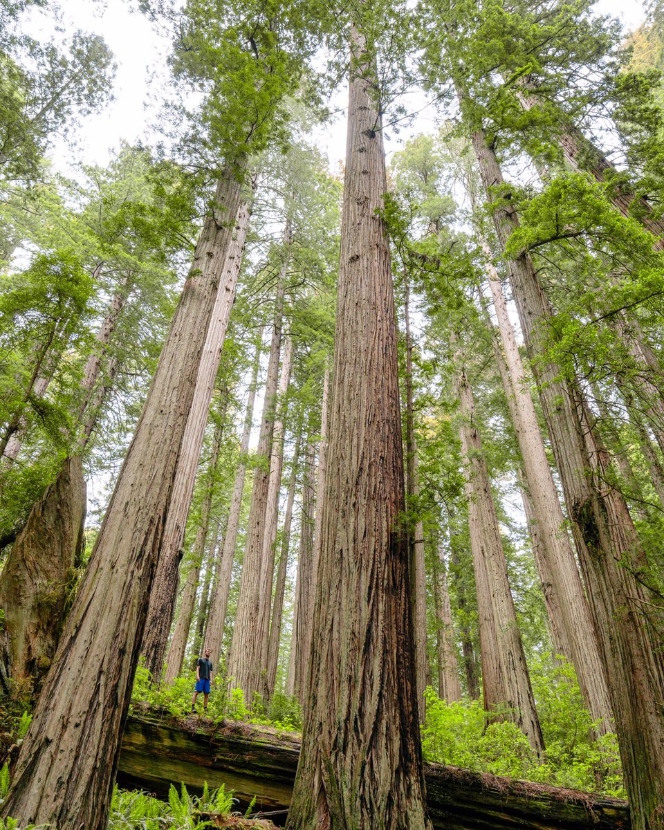 Stand tall amongst the giants! #photography #photographer #photos #photooftheday #redwoodnationalpark #redwoods #hike #travel #explore #enjoythejourney