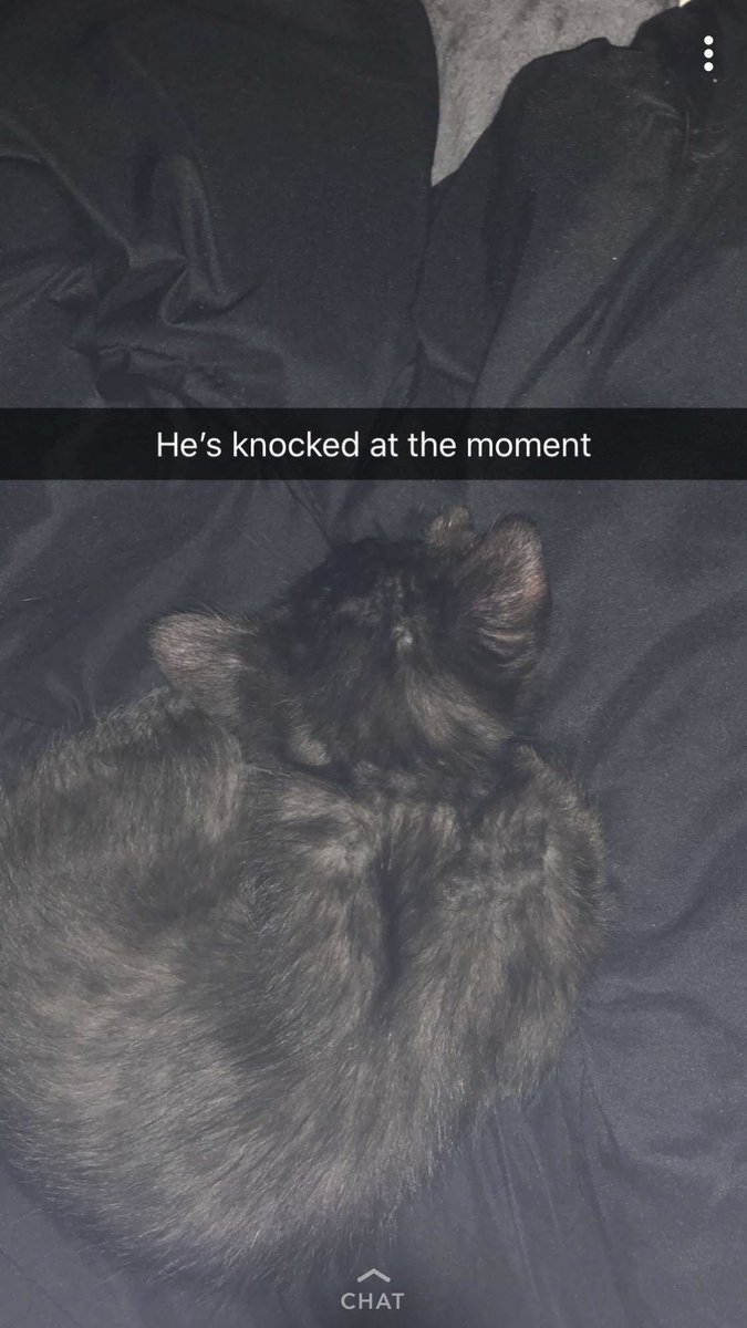 highimghandiii's tweet photo. MY NEW KITTY Lil Uzi Vert #JusticeForLucifer https://t.co/AWSERjwDkF