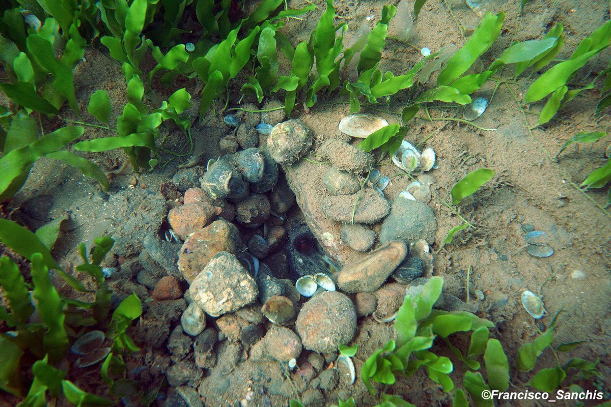 perefrito's tweet photo. Pura ingeniería, la vida inteligente no esta en otro planeta, si no debajo del agua...🐙 #buceo #dive #elbuceoesmipasión #8CTOPuçol #pulpo https://t.co/kpyOtRqSOf