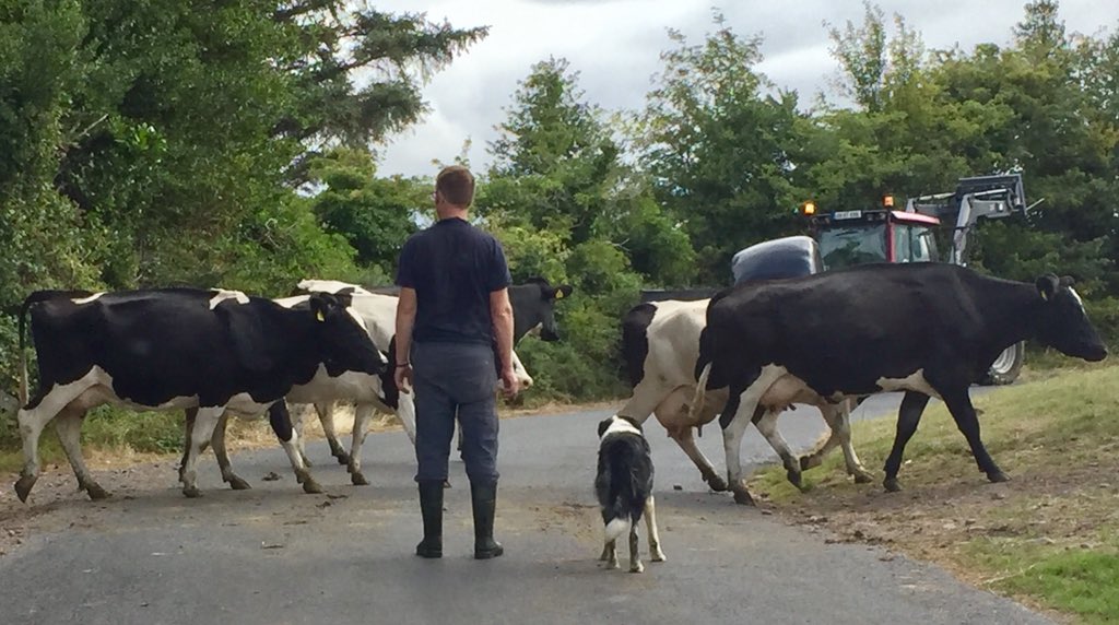 farrier1's tweet photo. The slower pace of life in Kerry. One man and his dog. #thisiskerry #kerry #ireland https://t.co/WPZ0bLYY5T