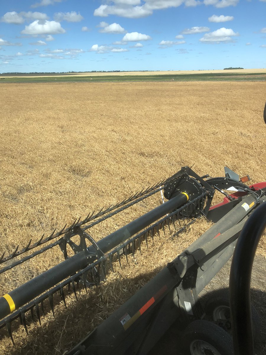 MattUndlin33's tweet photo. Itβs 99 degrees and Iβm skimming the ground for yellow peas. π
Grain cart operator basically follows combine with extinguishers for fire control when needed. #puckeredup. https://t.co/nvIGQXHPUC