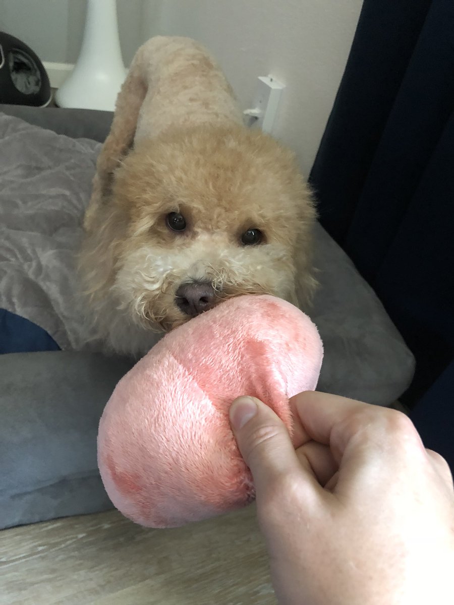 New haircut! Woof! Ain’t nobody stealing my booty. 🍑