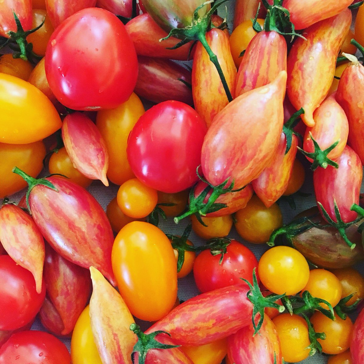 MarySueMilliken's tweet image. Got my hands on some absolutely beautiful tomatoes! Jealous? ;) #tomatoseason #summerproduce #tomatoes