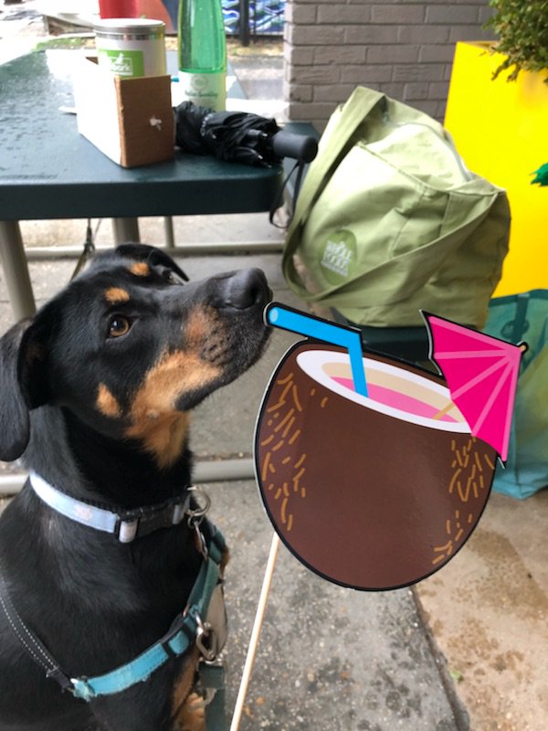 GaAveThrive's tweet image. Dogs are getting their beach on with some frozen treats and selfie fun on #firstfridaydc @dcdistrictdogs #shoplocal #shopsmall Lots of options for humans up and down #georgiaavedc bit.ly/2MGqW4u