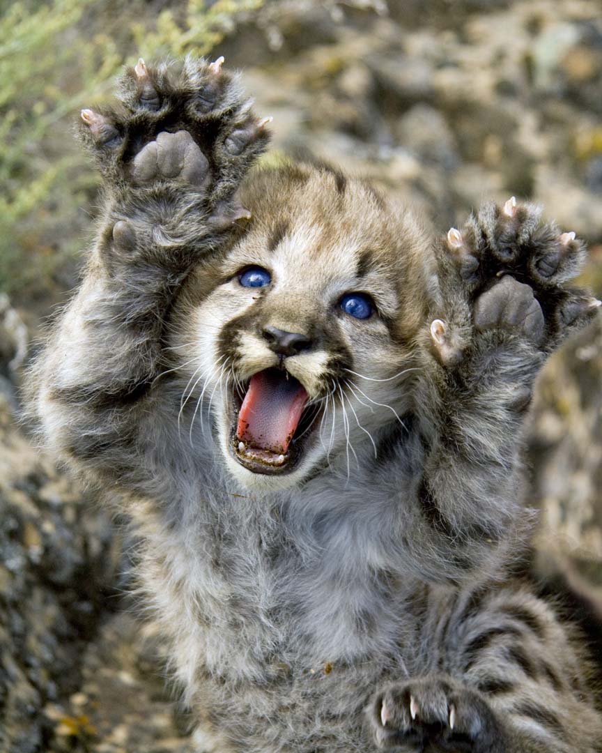 GrandCanyonNPS's tweet photo. #SocialMediaSurvivalTips Know your audience. #Catphotos #MountainLionKitten 🐈#HowToInternet https://t.co/Vt84LwBbWF
