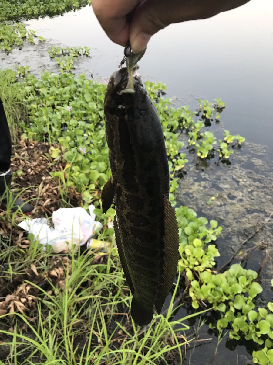 たぁ Twitterren 魚雷を2発くらってリズムウェーブが撃沈 さらに2インチワームにまで魚雷が飛んできた 石土池 ブレディ 雷魚 ブラックバス たぁ Twitterren 魚雷を2発くらってリズムウェーブが撃沈 さらに2インチワームにまで魚雷が飛んできた 石土池 ブレディ 雷魚 ブラックバス