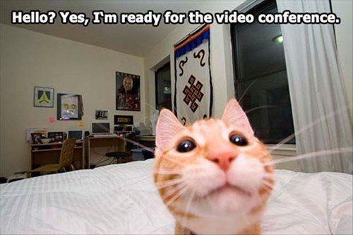WayofCatsbook's tweet photo. Cat Conferences β Yes, they have them! How to tell. #whycatsdothat #petsitesunite https://t.co/cCH5gPNAqm https://t.co/QxoPUHJYtA