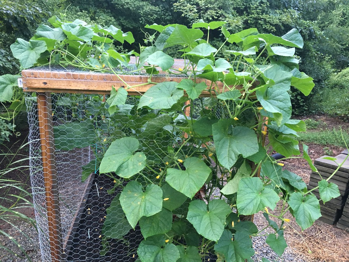 JuliainRaleigh's tweet image. Our cucumbers have gone crazy- busted right out of the cage! #backyard #gardening #lotsofrain  #ncwx