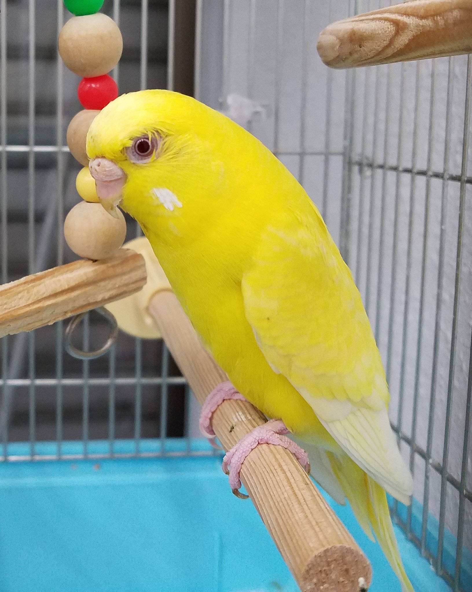 Junpei321 セキセイインコが逃げ出しました 名前は オロミン 全身黄色のかわいらしいやつです もし見かけたらご一報お願いします 京都府 宇治市 木幡 六地蔵 セキセイインコ 黄色い鳥 迷い鳥 インコ インコ迷子 T Co Kj4qfakcxk Junpei321 セキセイインコが逃げ出しました 名前は オロミン 全身黄色のかわいらしいやつです もし見かけたらご一報お願いします 京都府 宇治市 木幡 六地蔵 セキセイインコ 黄色い鳥 迷い鳥 インコ インコ迷子 T Co Kj4qfakcxk