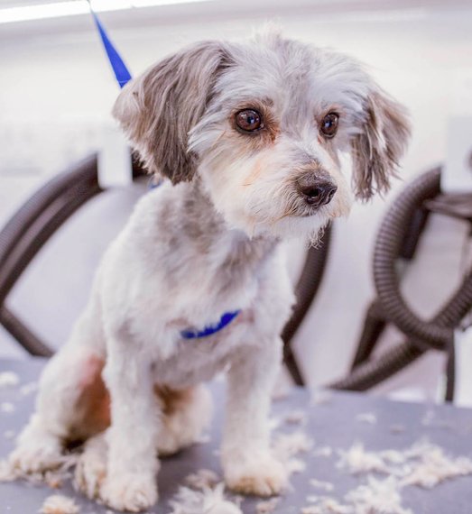 kings mobile pet spa