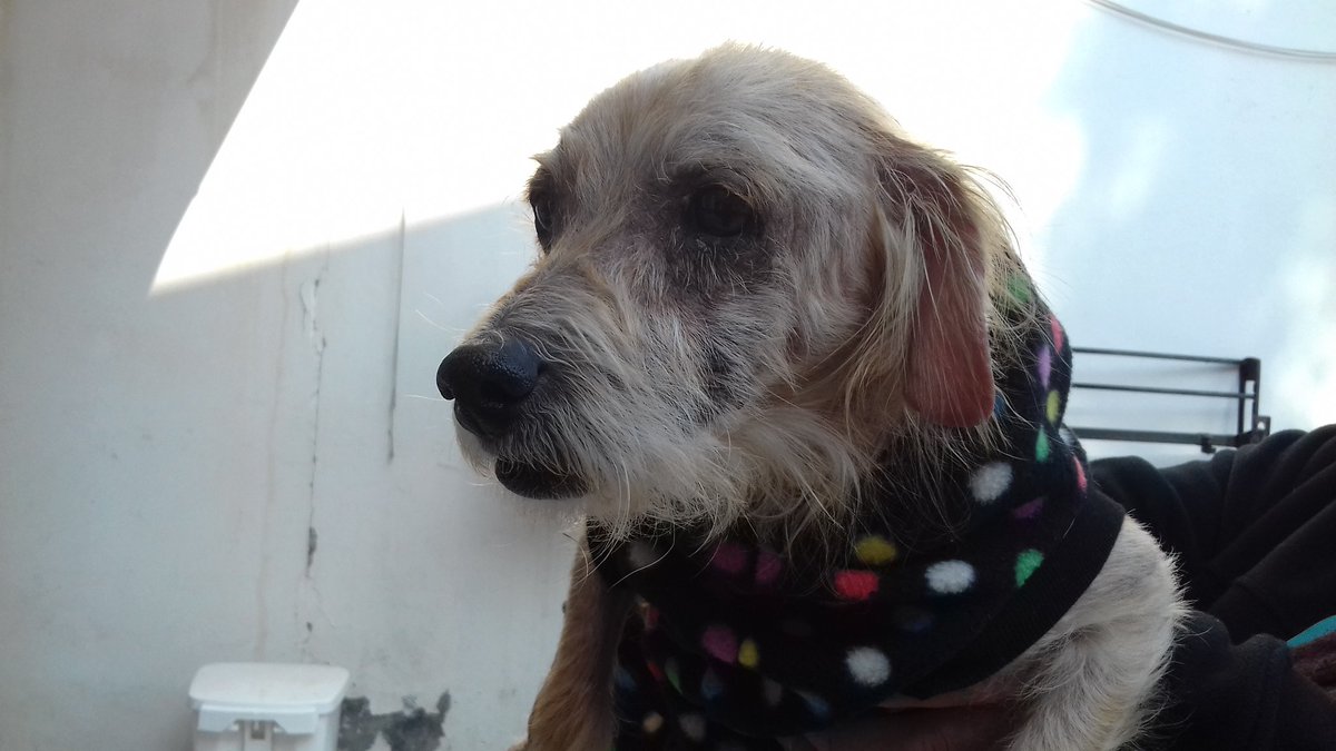 betohi's tweet photo. Benji tiene qué realizarse un ecocardiograma es de suma importancia hacer este exàmen el valor de este es $50.000
Tenemos hora el Martes yá qué la cardiologa viene de Stgo
Por favor ayudennos a poder hacerlo todo aporte es muy valioso 🙏💰🐶🐾❤ https://t.co/NXE2hbNZ7y
