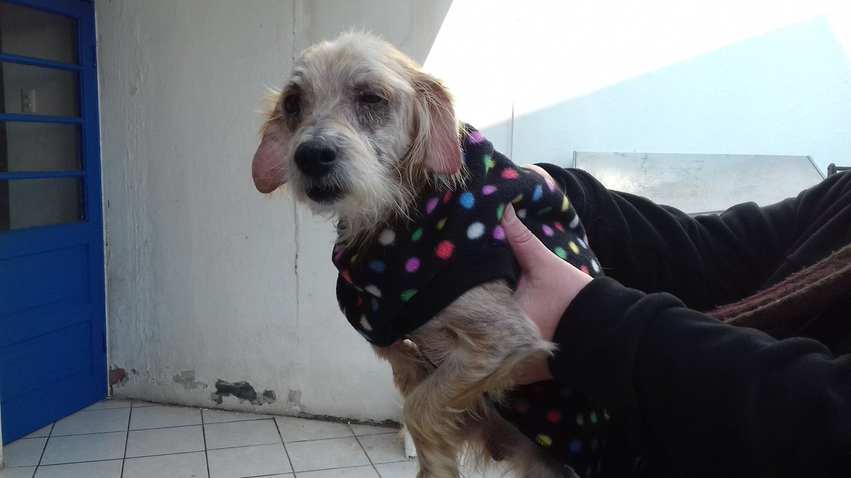 betohi's tweet photo. Benji tiene qué realizarse un ecocardiograma es de suma importancia hacer este exàmen el valor de este es $50.000
Tenemos hora el Martes yá qué la cardiologa viene de Stgo
Por favor ayudennos a poder hacerlo todo aporte es muy valioso 🙏💰🐶🐾❤ https://t.co/NXE2hbNZ7y