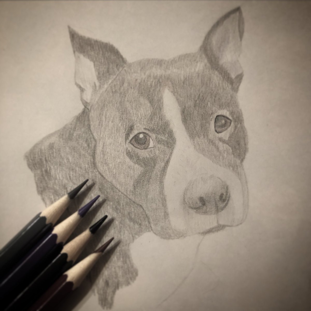 アメリカンピットブルテリア Twitter Search