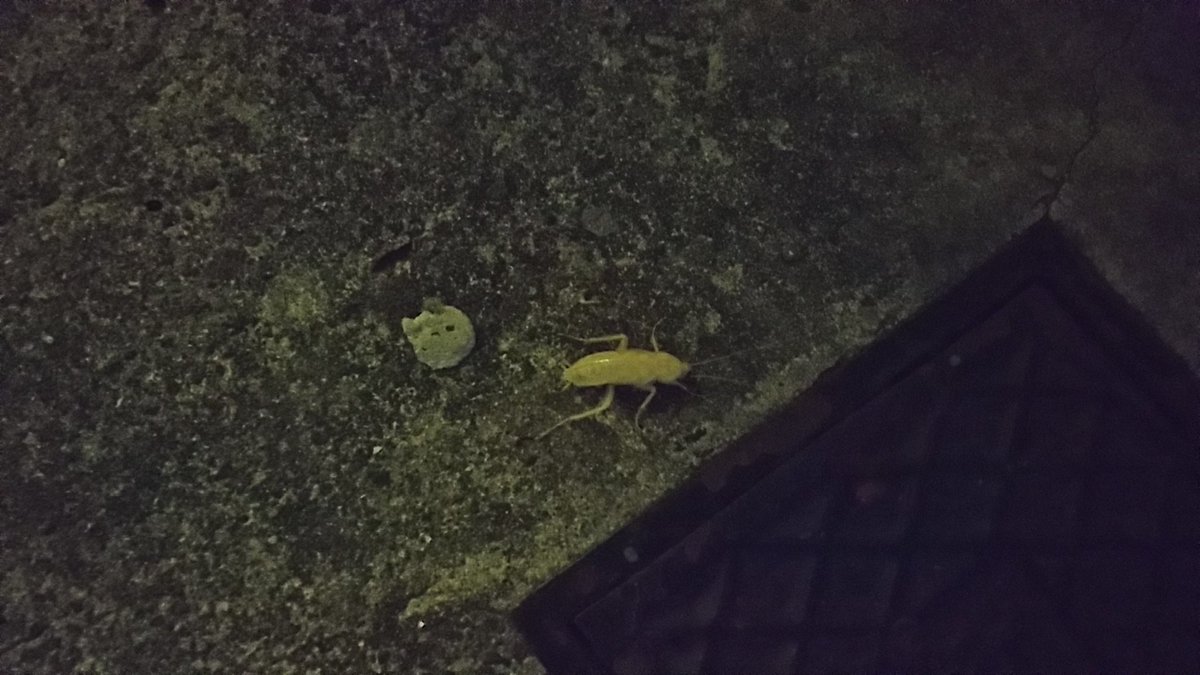 白いゴキブリ 白いゴキブリ