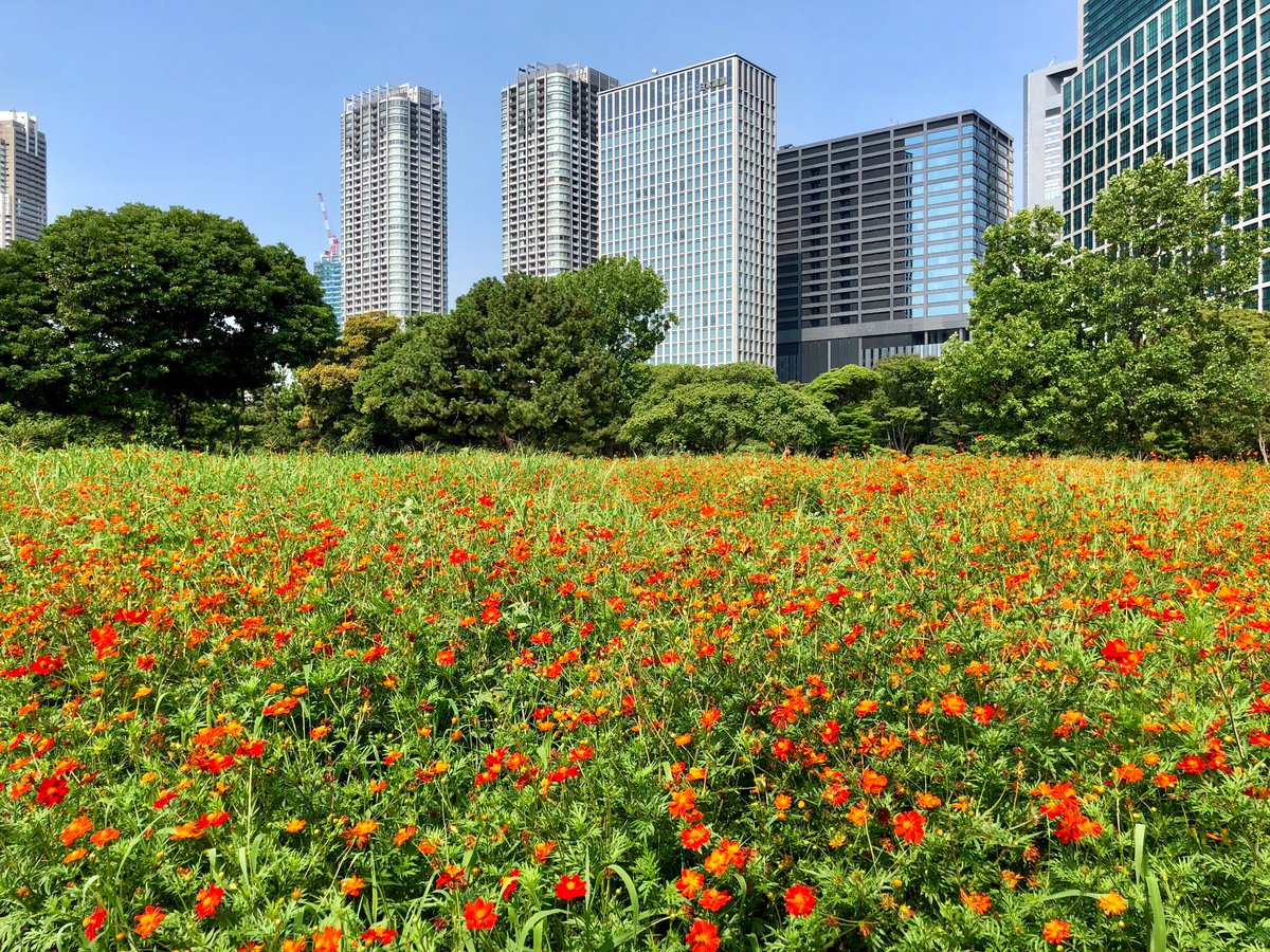 浜離宮恩賜庭園 お花畑のキバナコスモス オレンジ 黄色 が見頃を迎えました 酷暑に負けじと 元気に花を咲かせています 今月いっぱいお楽しみいただけます 都内でこんなにたくさんのコスモスが楽しめる庭園は当庭園だけではないでしょうか