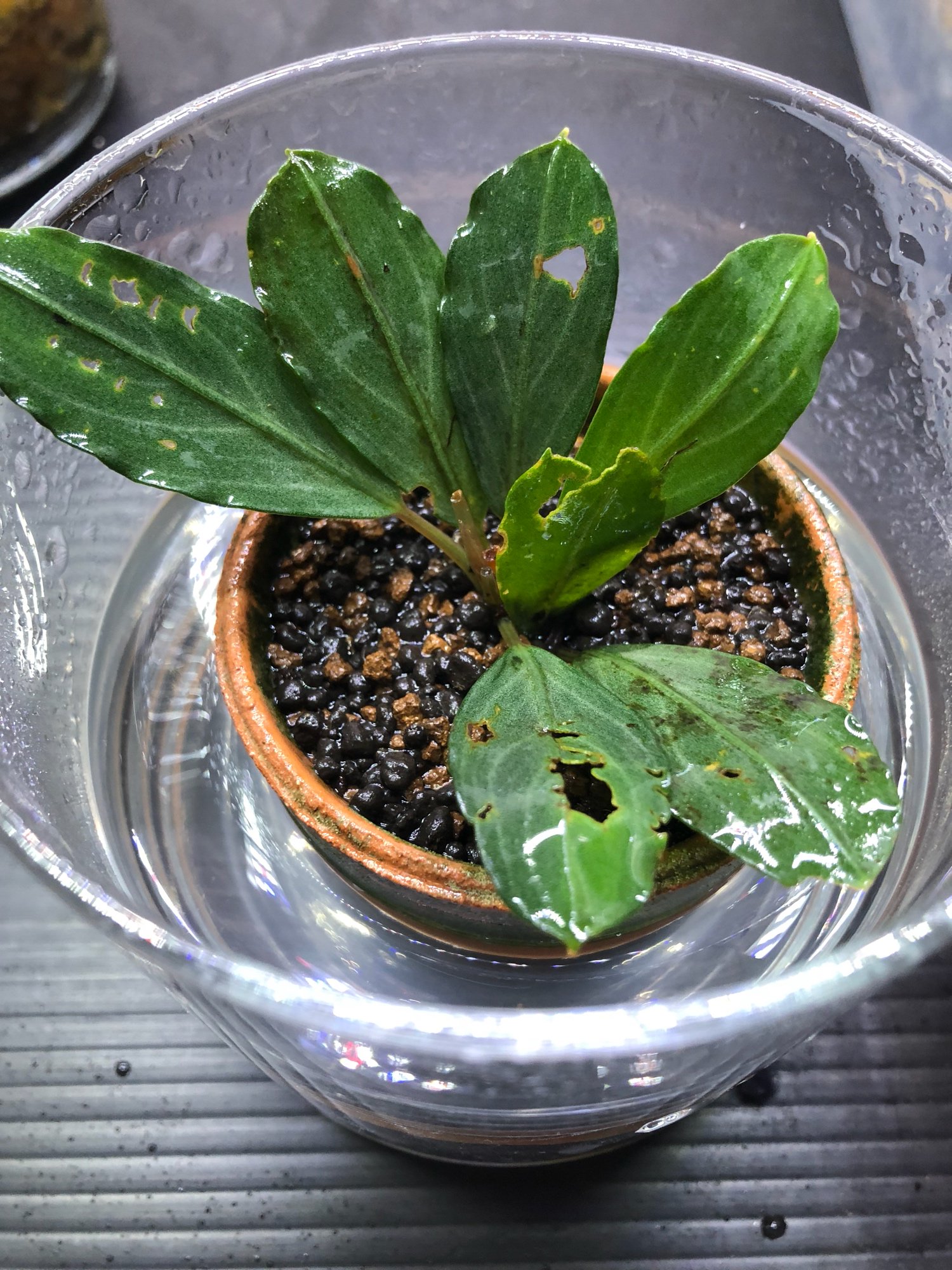 水草 Bucephalandra sp.Pearl gray TB 最新作 TB便】Bucephalandra sp.Pearl 2本立水上株 gray 水草 - 水草