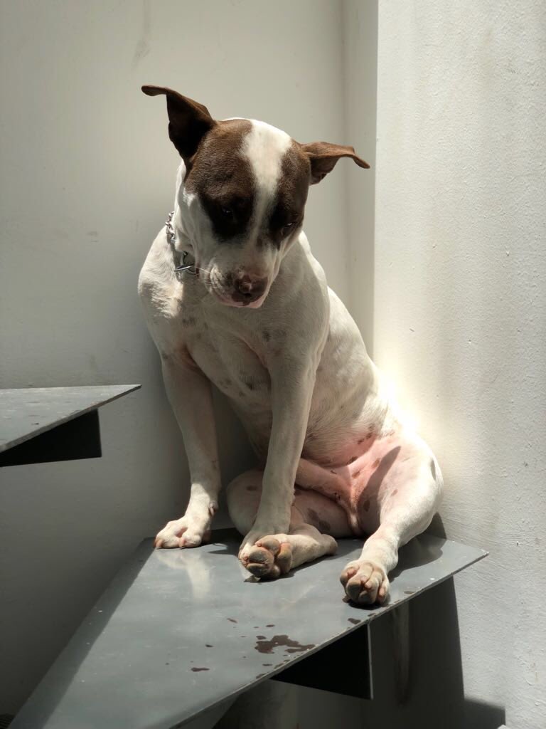 dogiftmx's tweet photo. RT // ⚠️ 🐶Se acaba de escapar⚠️🐶 en #colescandon si alguien lo ve hablar al 📲 al 5574762135.
Tony, pit bull macho de 2 años, recién esterilizado. Escapó de casa y sus papás están desesperados, ayúdalo a regresar a casa
#perrosperdidos #perrosextraviados #mascotasperdidas https://t.co/2M0aAxc6Rl