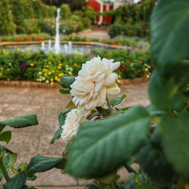 japonbienperron's tweet photo. Como la flor, como la flor, con tanto amor, con tanto amor, me diste tuuu, se marchitó.... ¿Quién lo leyó cantando? 😅😂
.
.
.
.
. .
#viajaresvivir #mexicanosenjapon #Yokohama #Mexico #visitjapanjp #nipponpic #colorsjp #jp_views #special_spot_ #japanph… https://t.co/DAjCw0yxxV https://t.co/1gE10PJYo6