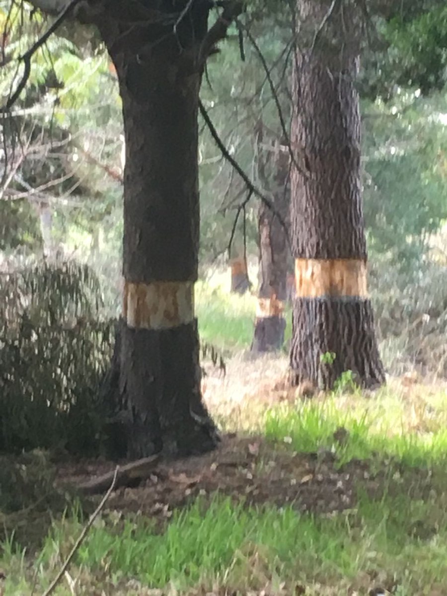 Destruction of a treed #culturallandscape isn't cool, it's not smart, it's not farsighted. It's the opposite. &amp; in a time of #Climatechange it's irresponsible. #Tokai <a href="/alanwinde/">Premier Alan Winde</a> <a href="/brettherron/">Brett Herron 🇿🇦🍉</a> <a href="/JacqMaraisPhoto/">Jacques Marais</a> <a href="/jacqueskallis75/">Jacques Kallis</a> <a href="/stephyoungza/">Stephanie Young</a> <a href="/Greenpop/">Greenpop</a> <a href="/pjchudson/">Pippa Hudson</a> <a href="/KienoKammies/">Kieno Kammies</a> <a href="/IOL/">IOL News</a>