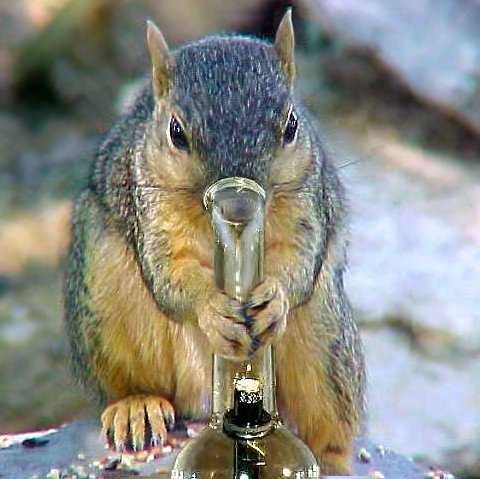 GateSquirrel's tweet image. WHAT! It's legal now.
