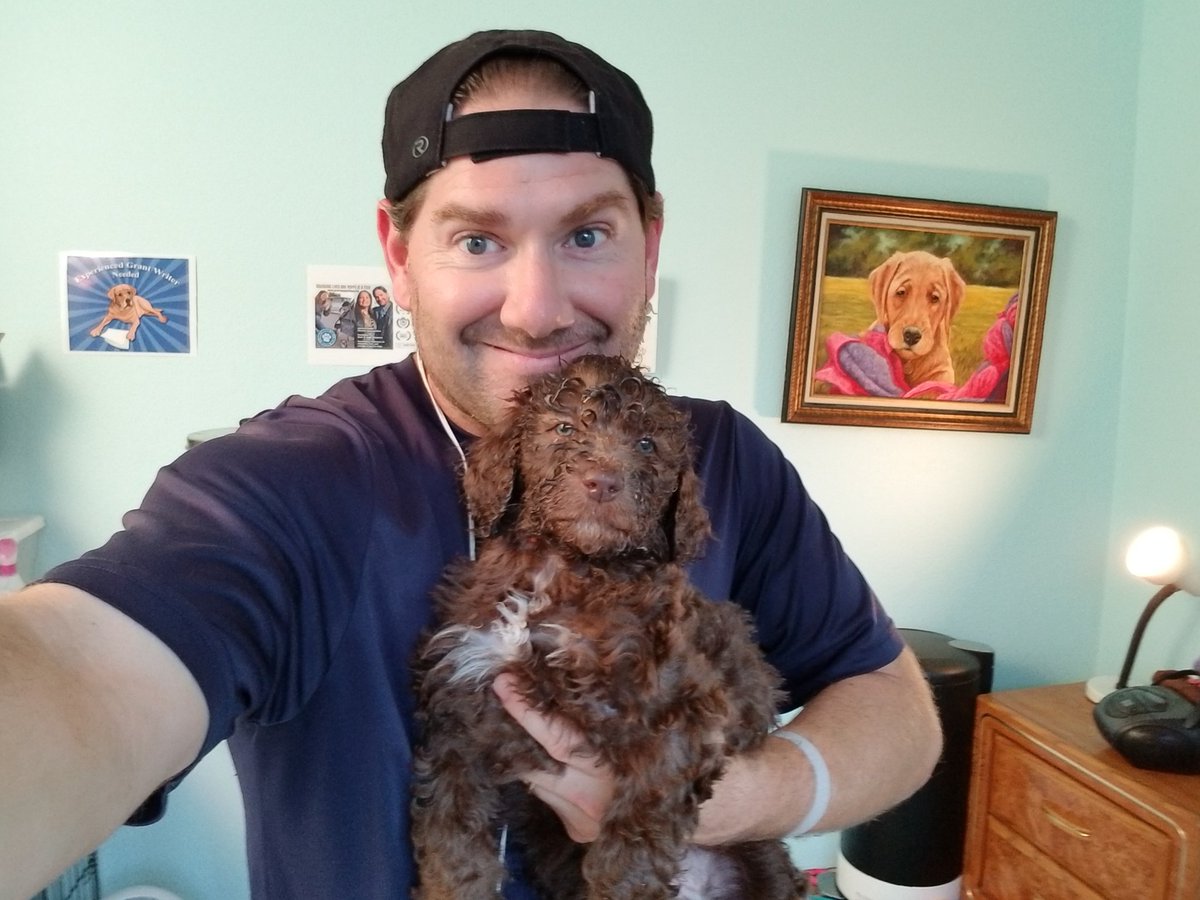 Ms. Orange seems to be Matt's shadow today. She keeps following him around and biting at his feet for attention. Say hi to our largest female and the fifth born in the litter.
#puppies #poodles #growingupguidepup #mobilityservicedog #ptsddog #hearingdog #medicalalertdog
#puppy