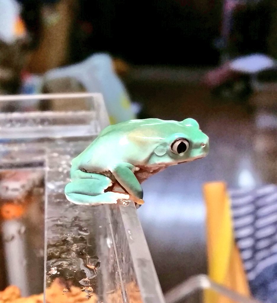 カエル注意 瞳孔が縦にぎゅっと閉まって眼光鋭いのがカッコイイ ジャイアントネコメガエル ピーマンにも見えて可愛いよ Togetter カエル注意 瞳孔が縦にぎゅっと閉まって眼光鋭いのがカッコイイ ジャイアントネコメガエル ピーマンにも見えて可愛いよ Togetter