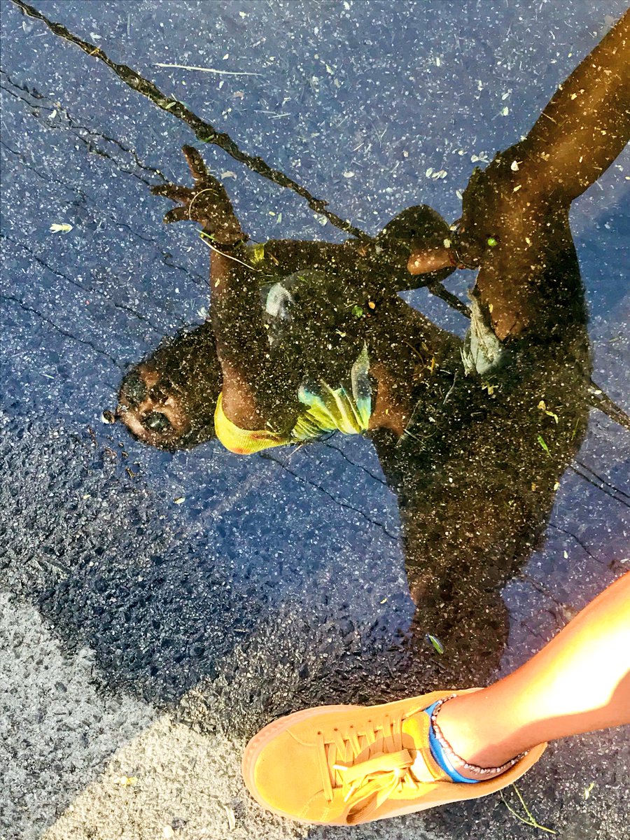 indythebay's tweet image. Wetter den puddles 💧#indybay