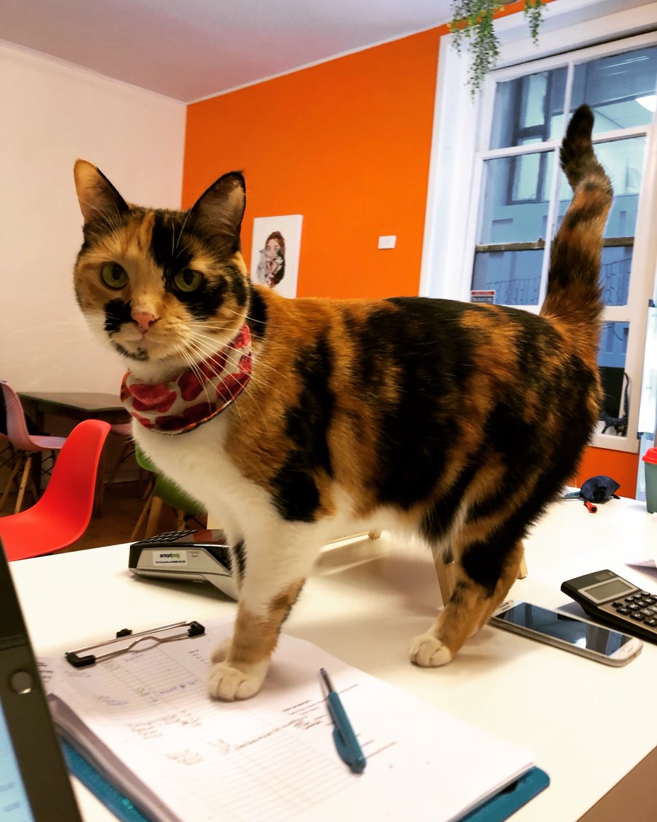 purrsandbeansnz's tweet photo. Our gorgeous #Goldie is on front desk duty today! Come spend #Caturday with us - we still have some availability for our remaining sessions (last entry at 5pm) so do book online to guarantee your spot 🐾 #workingcat #thingstodoinauckland #baristacats https://t.co/3ll7PAGtQi