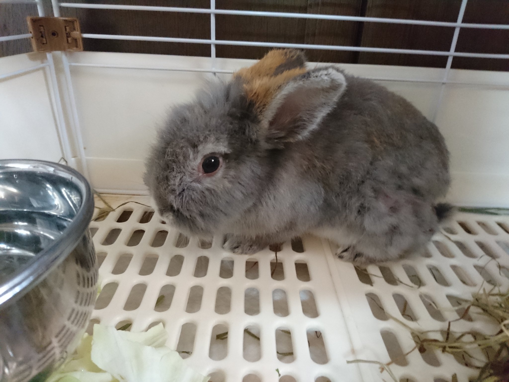 ぽん 男子部屋で順位が低くていつも咬まれて傷が絶えなかった子 シルバーさんに傷の悪化を教えていただき病院へ 手術が決まりました 衛生上 小屋に戻せず一時避難させましたが 外小屋飼い 多頭飼い 傷だらけの子が必ず出来てしまう こんな飼い