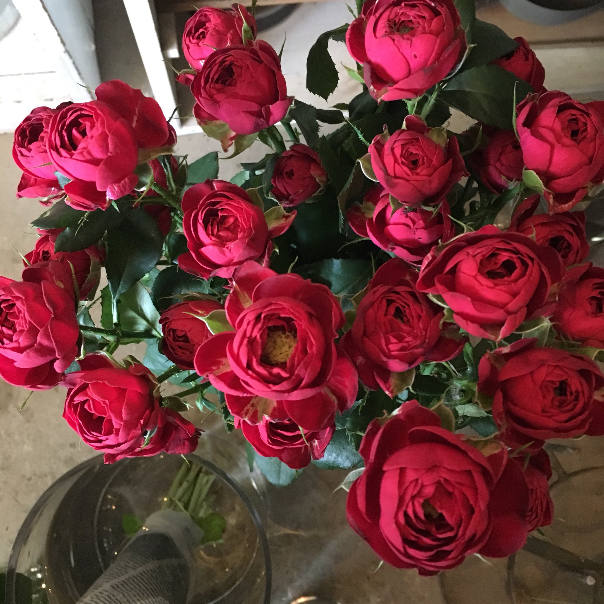 D Ici Peu Sur Twitter 毎日ひと花 スプレー薔薇 ガーネットジェム D Ici Peu Sur Twitter 毎日ひと花 スプレー薔薇 ガーネットジェム