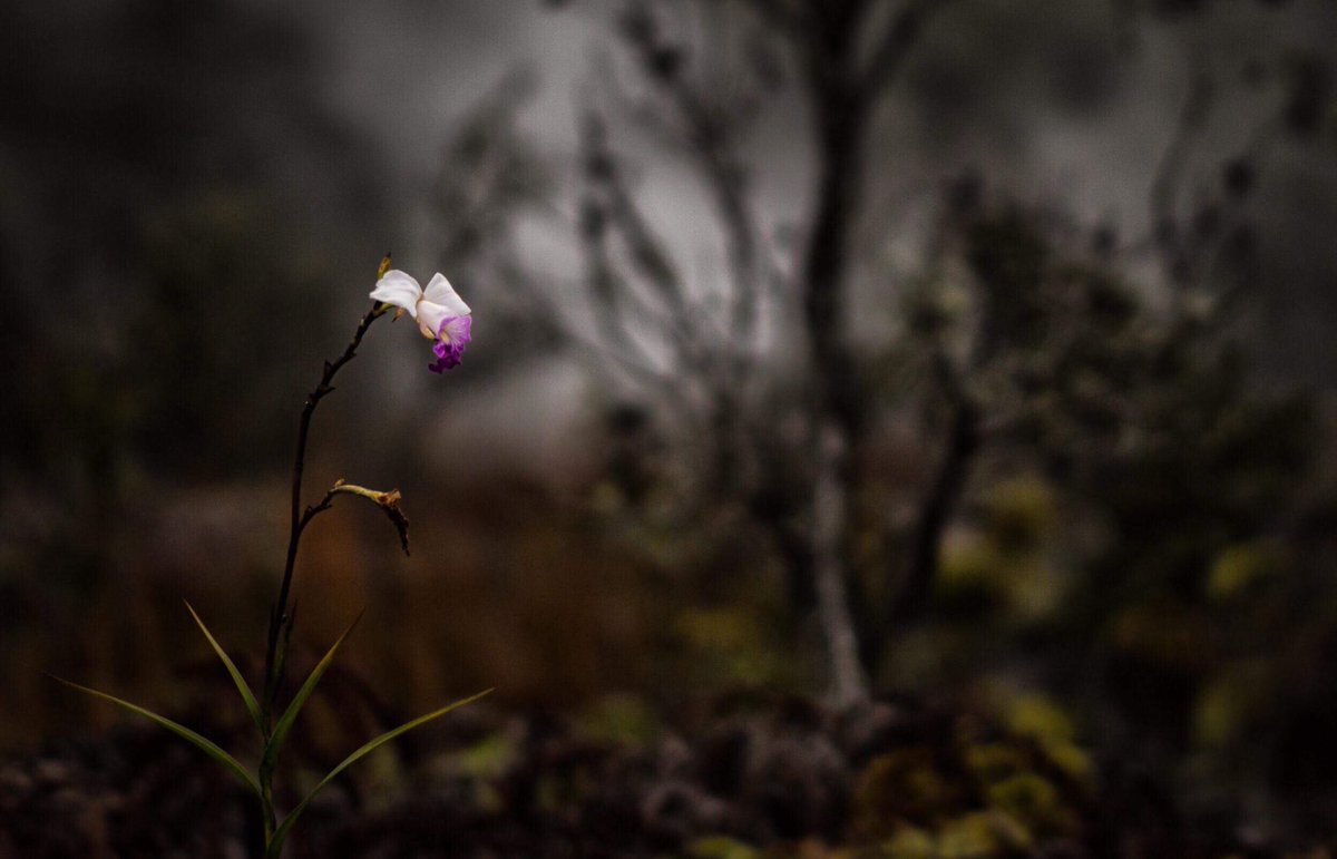 AbstractHawaii's tweet photo. Providing a snapshot of the “state of the art” of local photography in #Hawaii (like this photo by Brandon Miyagi), @PacificNewMedia presents their 10th annual ‘Contemporary Photography in Hawai'i’ #juriedexhibition currently on display @ARTSatMarks.

Catch the show Aug. 3 to 31! https://t.co/uMO6jMCQ6d