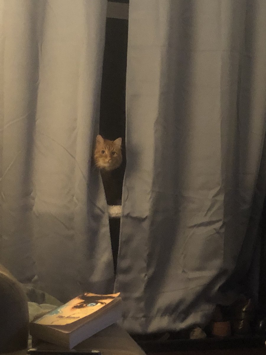 OliverHoratio's tweet photo. Chasing my tail behind the curtain. Do not disturb. #meow #SaltLakeKitty https://t.co/dAgNP8oIca