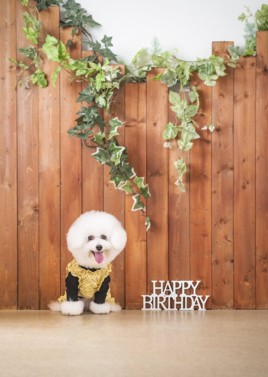 海彦 お誕生日はフォトスタジオで撮影 素敵すぎます うちも犬飼いたいー ペット撮影 犬 可愛い犬 犬撮影 記念撮影 記念写真 札幌フォトグラファー 札幌フォトスタジオ スタジオ夢物語札幌 スタジオ夢物語 札幌カメラマンhttps T Co