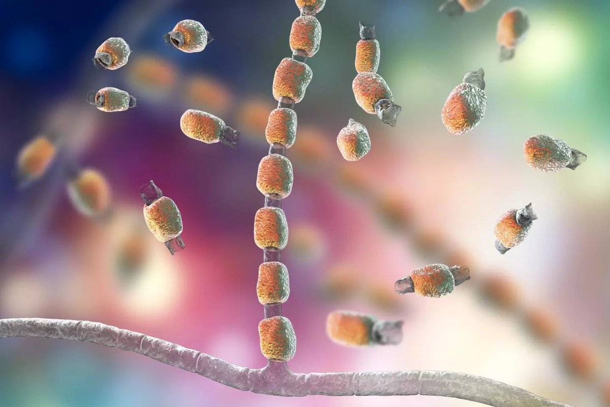 MicrobesInfect's tweet image. What Is #ValleyFire ? #Coccidioidomycosis cases in California are on the Rise, Officials Warn 

newsweek.com/what-valley-fe… #Coccidioides