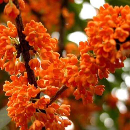 mezurasi_hana's tweet image. 【金木犀 - キンモクセイ】
強い芳香のあるオレンジ色の花.
その甘い香りとともに秋を告げる.

花言葉は「気高い人」「謙虚」