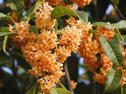 mezurasi_hana's tweet image. 【金木犀 - キンモクセイ】
強い芳香のあるオレンジ色の花.
その甘い香りとともに秋を告げる.

花言葉は「気高い人」「謙虚」