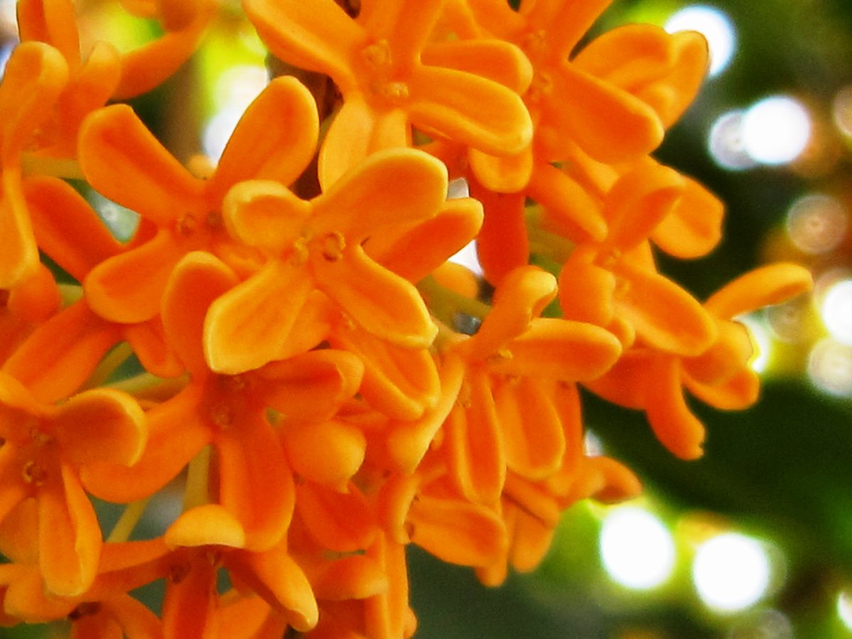 mezurasi_hana's tweet image. 【金木犀 - キンモクセイ】
強い芳香のあるオレンジ色の花.
その甘い香りとともに秋を告げる.

花言葉は「気高い人」「謙虚」