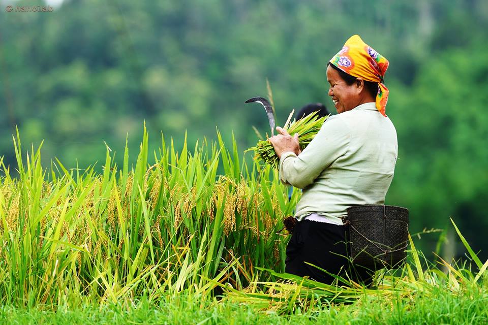 FAO's tweet image. Supporting our farmers is key to achieving #ZeroHunger.

They are our Zero Hunger heroes.