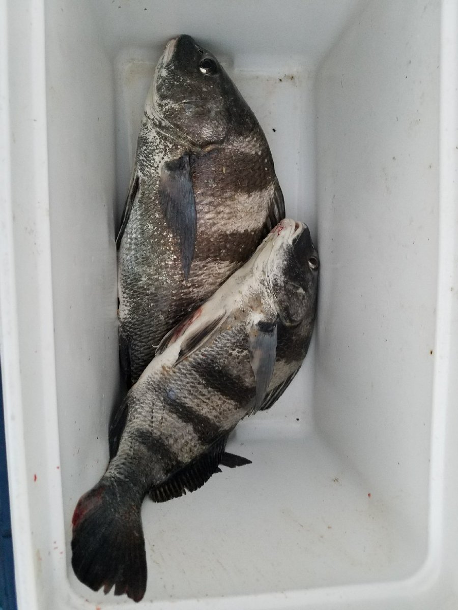 SurfCityPier's tweet photo. #SaturdaySuprises.. it's NOT raining! Currently 81° with a SSW wind at 7mph... the tide is low.. high is at 1:45pm.. seeing some blk drum this morning #SurfCityPier #NC #TopsailIsland #FishHuntPhotos #Fishing #IslandLife #PierLife #Sunrise https://t.co/xsQzyAAmMb
